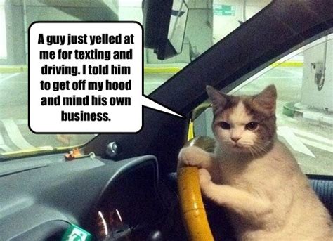 angry cat driving meme|More.